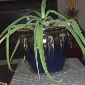 Meet your Posher, Mia